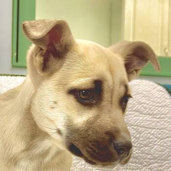 Mixed Breed Dogs Available for Adoption - Hot Honey | PetCurious