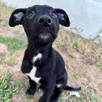 Num Lock -  Mixed Breed Dog for Adoption in Fredericksburg, Virginia - Num Lock | PetCurious