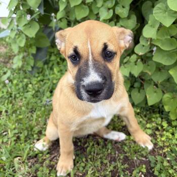 Venus -  Shepherd Dog for Adoption in Harlingen, Texas - Venus | PetCurious