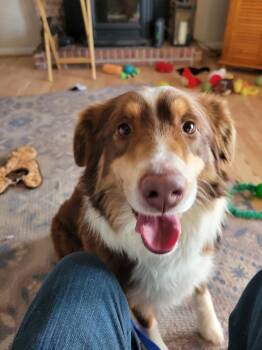 Australian Shepherd Dogs Available for Adoption - Rexster | PetCurious