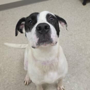 Shawnee -  Hound and Mixed Breed Dog for Adoption in Chatham, Virginia - Shawnee | PetCurious