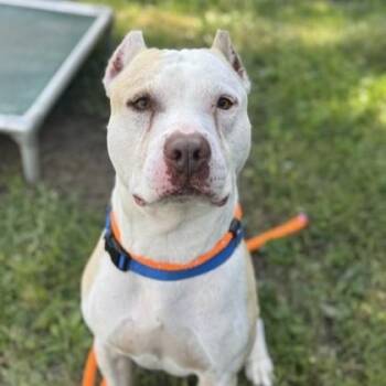Rescue Mixed Breed Dogs for Adoption in Philadelphia, Pennsylvania - Banjo | PetCurious