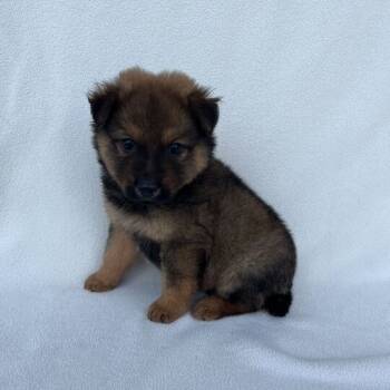 Rescue Shepherd Dogs for Adoption in Carencro, Louisiana - Sherman | PetCurious