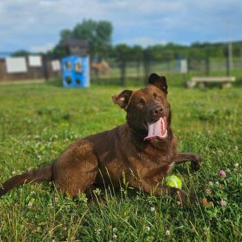 Fergie -  Chocolate Labrador Retriever Dog for Adoption in Monticello, Iowa - Fergie | PetCurious