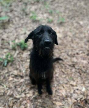 Mixed Breed Dogs Available for Adoption in Wayne, New Jersey - Corn Dog | PetCurious