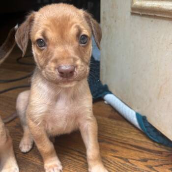 Ember -  Catahoula Leopard Dog Dog for Adoption in Charlotte, North Carolina - Ember | PetCurious