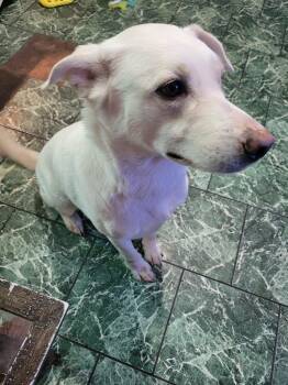 Rexa -  White German Shepherd Dog for Adoption in Brainerd, Minnesota - Rexa | PetCurious