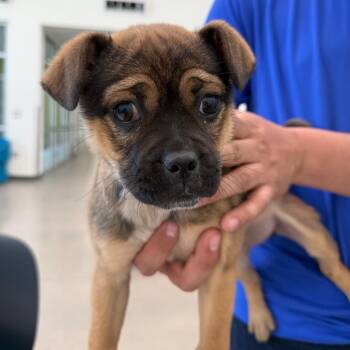 Canela -  Mixed Breed Dog for Adoption in Las Cruces, New Mexico - Canela | PetCurious