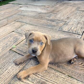 Leonard "Lonnie" -  Pit Bull Terrier Dog for Adoption in Martinez, California - Leonard "Lonnie" | PetCurious
