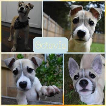 Rescue Mixed Breed Dogs for Adoption in Lancaster, New York - Octavia | PetCurious