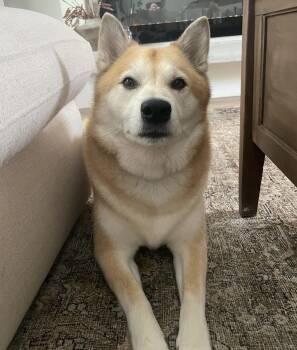 Rescue Shiba Inu and Husky Dogs for Adoption in Plainfield, Illinois - Leo | PetCurious