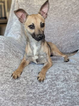 Rescue Terrier Dogs for Adoption in Ocean Township, New Jersey - Tony- Total Lovebug | PetCurious