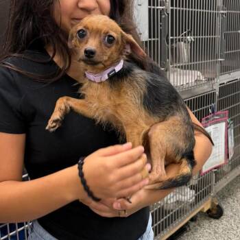 Gianna -  Mixed Breed Dog for Adoption in Fredericksburg, Virginia - Gianna | PetCurious