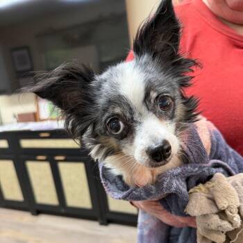 Chihuahua Dogs Available for Adoption in Lake Panasoffkee, Florida - CiCi | PetCurious
