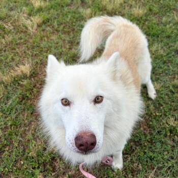 Breezy -  Husky and Mixed Breed Dog for Adoption in Wilmington, Delaware - Breezy | PetCurious