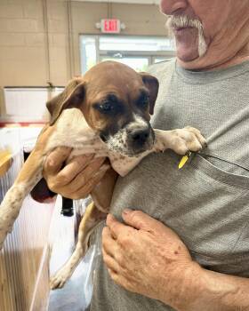 Babydoll -  Boxer and Beagle Dog for Adoption in Monticello, New York - Babydoll | PetCurious