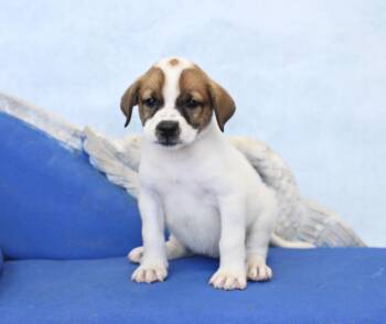 Pearl -  German Shepherd Dog and Great Pyrenees Dog for Adoption in Simsbury, Connecticut - Pearl | PetCurious