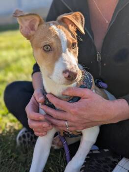 Sweetheart -  Mixed Breed Dog for Adoption in Tilton, Illinois - Sweetheart | PetCurious