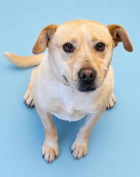 Labrador Retriever and Mixed Breed Dogs Available for Adoption in Bowling Green, Kentucky - Tracker (HW+) | PetCurious