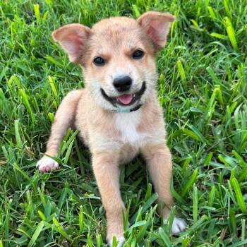 Sheryl -  Golden Retriever and German Shepherd Dog Dog for Adoption in Plainfield, Connecticut - Sheryl | PetCurious