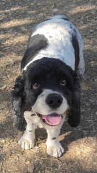 Pepper -  Cocker Spaniel Dog for Adoption in Jamestown, California - Pepper | PetCurious