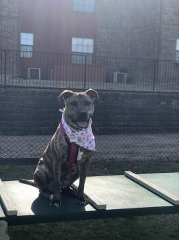 Rescue Pit Bull Terrier and Mastiff Dogs for Adoption in Weatherford, Texas - Pickles - Courtesy Listing | PetCurious