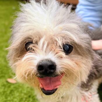 Shih Tzu Dogs Available for Adoption in Houston, Texas - Mac Alexander | PetCurious