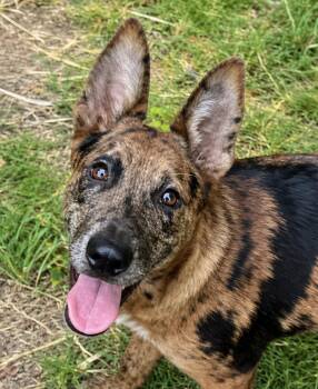 Millie Sweet and docile puppy -  Mixed Breed and Australian Cattle Dog Blue Heeler Dog for Adoption in Houston, Texas - Millie Sweet And Docile Puppy | PetCurious