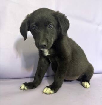 Rescue Border Collie and Mixed Breed Dogs for Adoption in Morton Grove, Illinois - Dallas | PetCurious