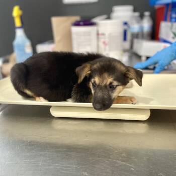 Asia -  German Shepherd Dog Dog for Adoption in Livingston, Texas - Asia | PetCurious