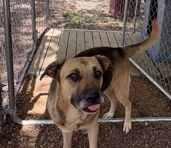Fidler - M/ Mississippi -  Mixed Breed Dog for Adoption in Lockhart, Texas - Fidler - M/ Mississippi | PetCurious