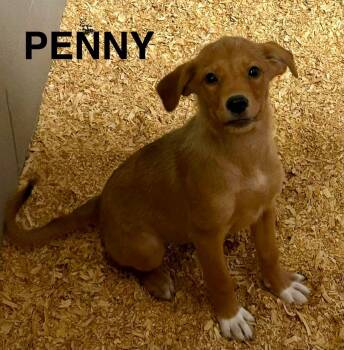 Penny Loafer -  Labrador Retriever and Golden Retriever Dog for Adoption in New Baltimore, Michigan - Penny Loafer | PetCurious