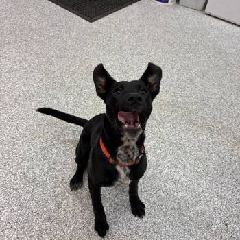 Black Labrador Retriever and Border Collie Dogs Available for Adoption - Bee | PetCurious