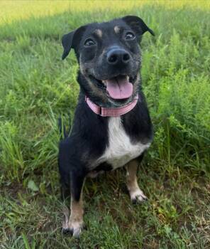Annabelle -  Hound Dog for Adoption in Lebanon, Tennessee - Annabelle | PetCurious