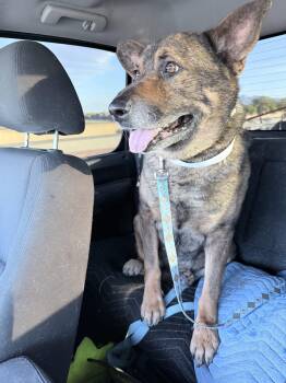 German Shepherd Dog Dogs Available for Adoption in Glendale, Arizona - Teddy | PetCurious