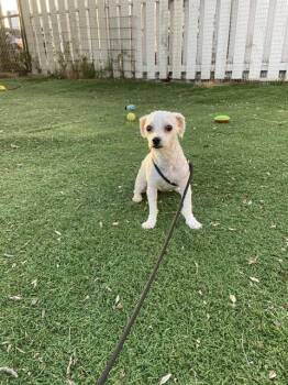 Poodle Dogs Available for Adoption in Fremont, California - SNOW | PetCurious