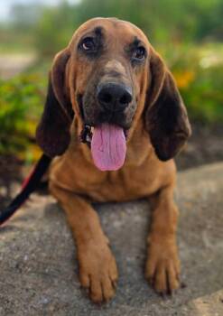 Amos -  Bloodhound Dog for Adoption in Warren, Michigan - Amos | PetCurious