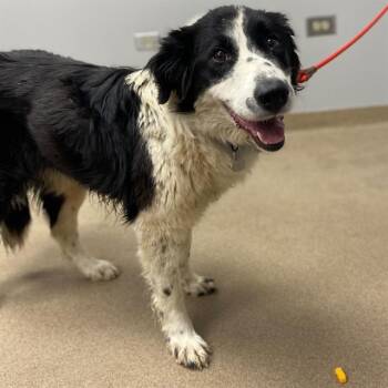 STEVIE -  Border Collie and Bernese Mountain Dog Dog for Adoption in Aurora, Colorado - STEVIE | PetCurious