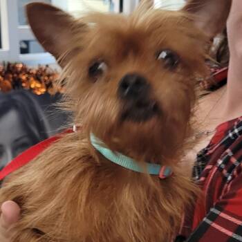 Rescue Mixed Breed Dogs for Adoption in Columbus, Georgia - 10/30/2025-Stray-LumpkinRoad | PetCurious