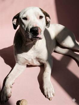 LADY GAGA -  Mixed Breed Dog for Adoption in Jacksonville, Florida - LADY GAGA | PetCurious