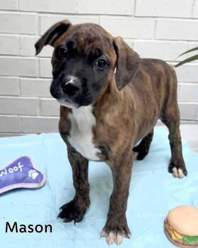 Rescue Pit Bull Terrier and Boxer Dogs for Adoption - Mason (Sunny Days Ahead 2025) | PetCurious