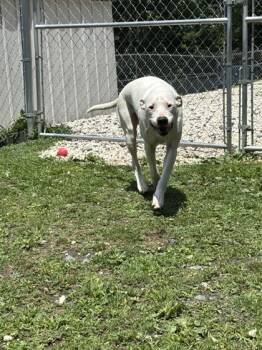 Sampson -  Mixed Breed Dog for Adoption in Spruce Pine, North Carolina - Sampson | PetCurious