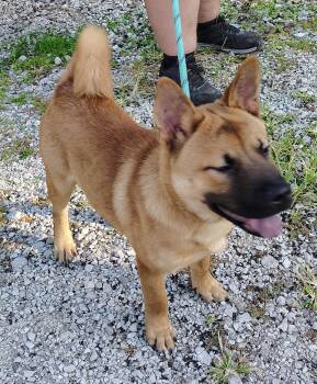 Lakota -  Shiba Inu and Chow Chow Dog for Adoption in Jasonville, Indiana - Lakota | PetCurious