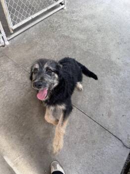 Mixed Breed Dogs Available for Adoption in Rochester, Indiana - BONNIE | PetCurious