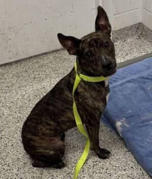 Foxy -  Pit Bull Terrier and Mixed Breed Dog for Adoption in Kansas City, Missouri - Foxy | PetCurious