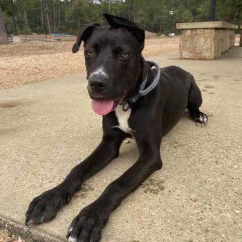 Taco - Goofy, Adventurous Best Friend -  Labrador Retriever and American Staffordshire Terrier Dog for Adoption in Sugar Land, Texas - Taco - Goofy, Adventurous Best Friend | PetCurious