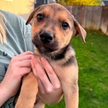 Rescue Mixed Breed Dogs for Adoption in Medford, Oregon - Yukon | PetCurious