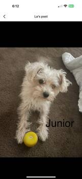 Rescue Maltese Dogs for Adoption in Citrus Heights, California - Junior - The Sweetie | PetCurious