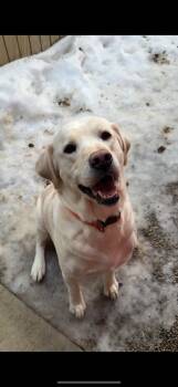 Labrador Retriever Dogs Available for Adoption - BUB | PetCurious