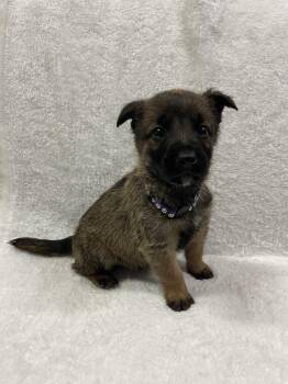 Hallowed Harvest - Batwing - Located in Florida -  Belgian Shepherd Malinois Dog for Adoption in Imlay City, Michigan - Hallowed Harvest - Batwing - Located In Florida | PetCurious